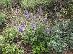 Lupinus excubitus austromontanus