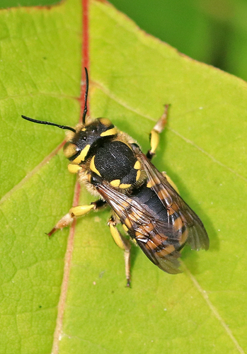 Florentine Woolcarder Bee, photo 8 of 8