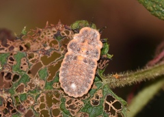 Drosicha