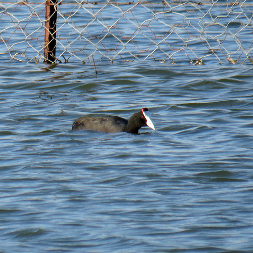 iNaturalist image
