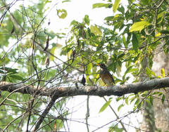 Turdus dissimilis