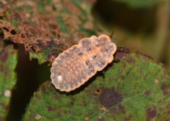 Drosicha