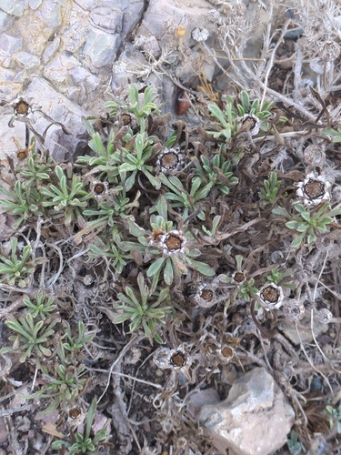 Pallenis maritima