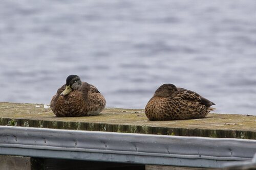 Mallard