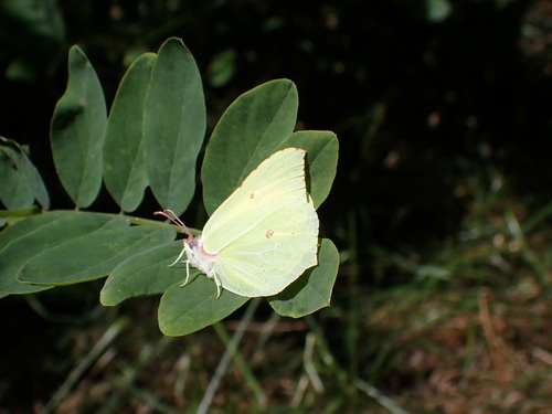 Common Brimstone