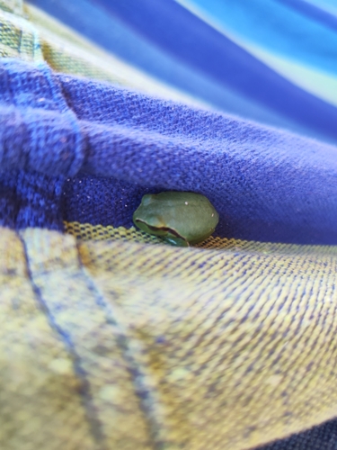 Eastern Tree Frog