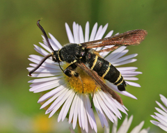 Paranthrene tabaniformis
