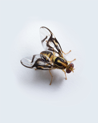 Anastrepha serpentina