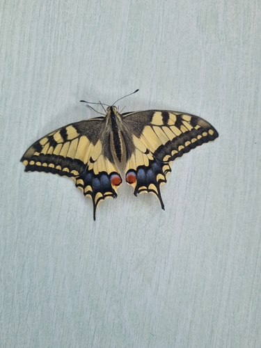 Old World Swallowtail
