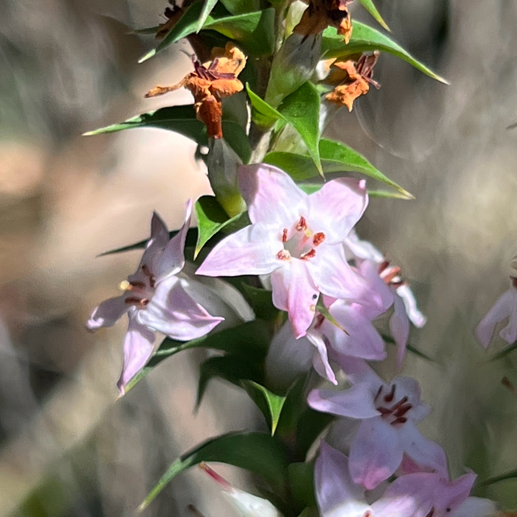 Epacris purpurascens; photograph (c) James K. Douch, some rights reserved (CC BY-SA)