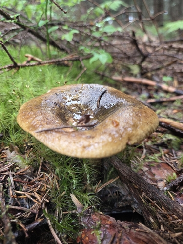 Ugly Milkcap