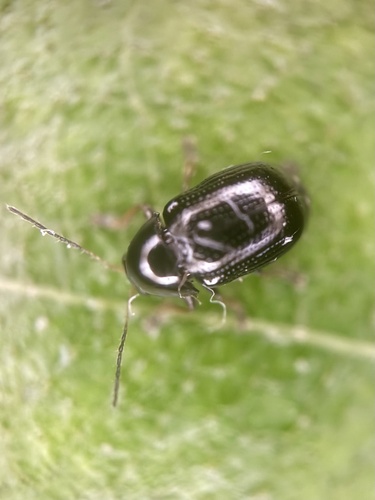 common black pot beetle