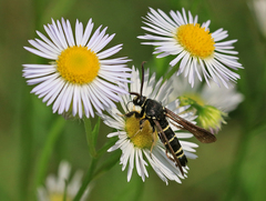 Paranthrene tabaniformis