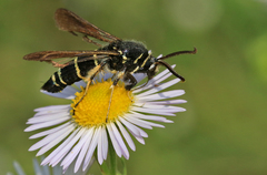 Paranthrene tabaniformis