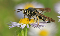 Paranthrene tabaniformis