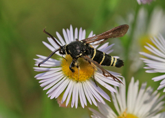 Paranthrene tabaniformis