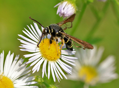 Paranthrene tabaniformis