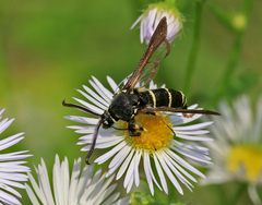 Paranthrene tabaniformis