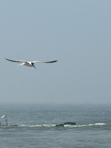 Little Tern