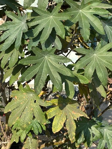 castor bean
