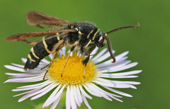 Paranthrene tabaniformis