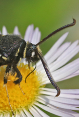 Paranthrene tabaniformis