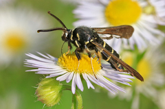 Paranthrene tabaniformis