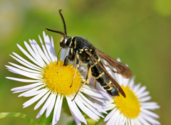 Paranthrene tabaniformis