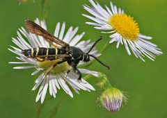 Paranthrene tabaniformis