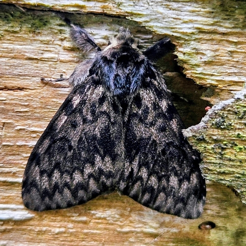 Black Arches