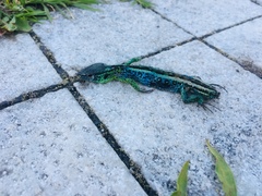 Lacerta agilis