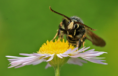 Paranthrene tabaniformis