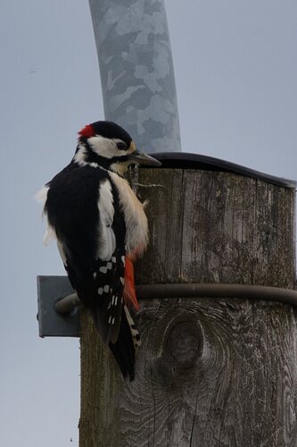 Great Spotted Woodpecker