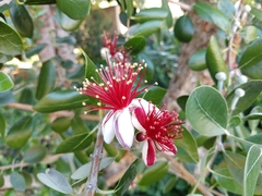 Feijoa