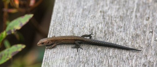 Viviparous Lizard