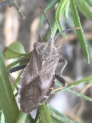 Piezogaster indecorus