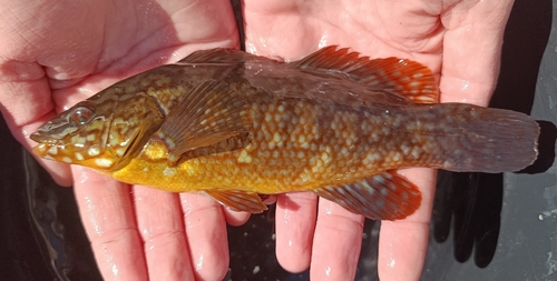 Ballan Wrasse