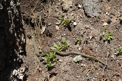 Thamnophis errans