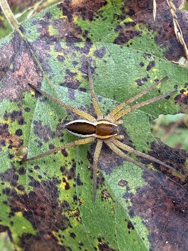 Raft Spider