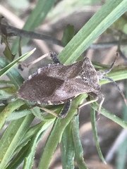 Piezogaster indecorus