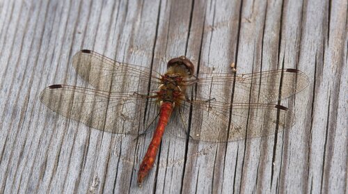 Vagrant Darter