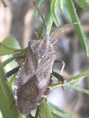 Piezogaster indecorus