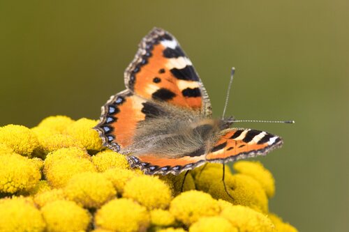Small Tortoiseshell