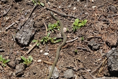 Thamnophis errans