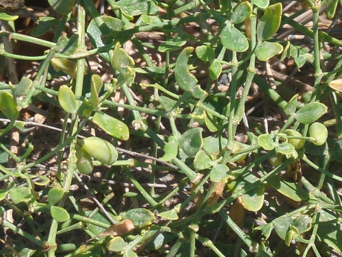 Zygophyllum fabago, photograph 5