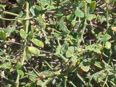 Zygophyllum fabago, photograph (c) Xavier Mas, some rights reserved (CC BY)