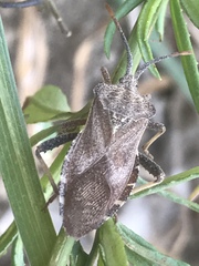 Piezogaster indecorus