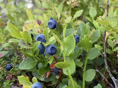 common bilberry