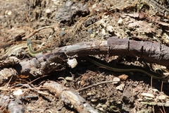 Thamnophis errans
