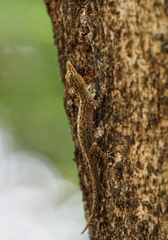 Cnemaspis littoralis